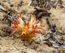 Aphyllon californicum ssp. grande