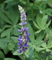 Lupinus polyphyllus var. polypyllus