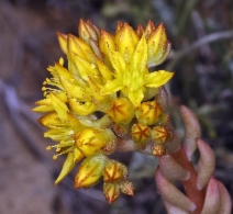 Sedum stenopetalum