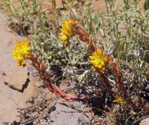 Sedum stenopetalum