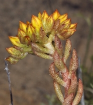 Sedum stenopetalum