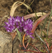 Allium falcifolium