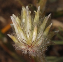 Trifolium eriocephalum