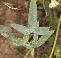 Trifolium eriocephalum
