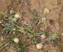Trifolium eriocephalum ssp. eriocephalum