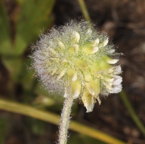 Trifolium eriocephalum