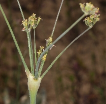 Lomatium nudicaule