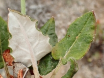 Eriogonum grande