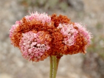 Eriogonum grande