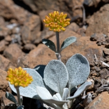 Eriogonum alpinum