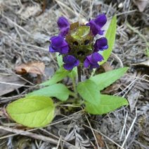 Prunella vulgaris var. elongata