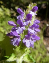 Prunella vulgaris var. elongata
