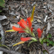Castilleja subinclusa var. jepsonii