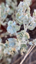 Atriplex argentea var. expansa