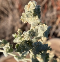 Atriplex argentea var. expansa