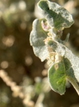 Atriplex argentea