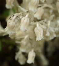 Monotropa uniflora