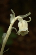 Monotropa uniflora