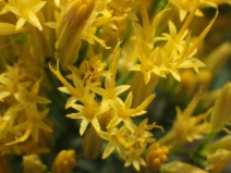Ericameria nauseosa var. bernardina