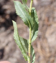Hazardia whitneyi var. whitneyi