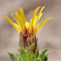 Hazardia whitneyi var. whitneyi