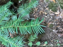 Torreya californica