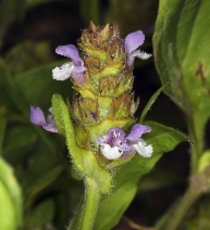 Prunella vulgaris