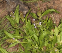 Prunella vulgaris