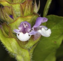 Prunella vulgaris