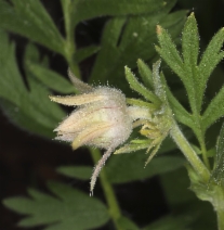 Geum triflorum