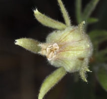 Geum triflorum