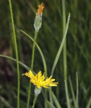 Microseris nutans