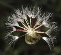 Microseris nutans