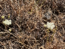 Perideridia oregana