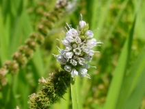 Mentha spicata
