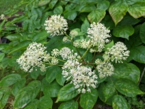 Aralia californica
