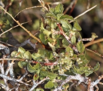 Holodiscus discolor