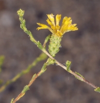 Lessingia glandulifera