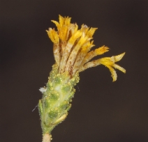 Lessingia glandulifera