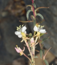 Eremothera boothii