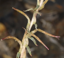 Eremothera boothii
