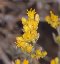 Chrysothamnus viscidiflorus