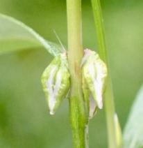 Polygonum douglasii
