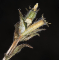 Mentzelia congesta