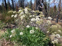 Angelica tomentosa