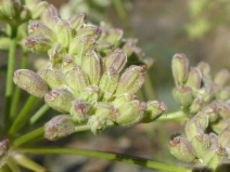 Angelica tomentosa