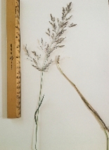 Agrostis gigantea