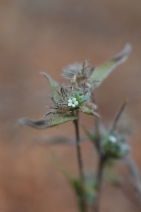 Cryptantha clokeyi