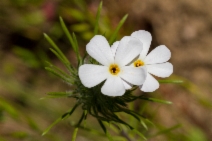 Leptosiphon androsaceus