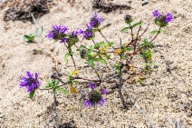 Monardella sinuata ssp. nigrescens
